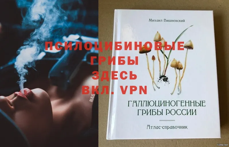 Галлюциногенные грибы Psilocybe Октябрьский